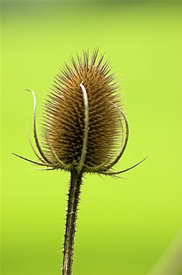 Forest Thistle